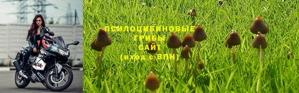 прущие грибы Алексеевка